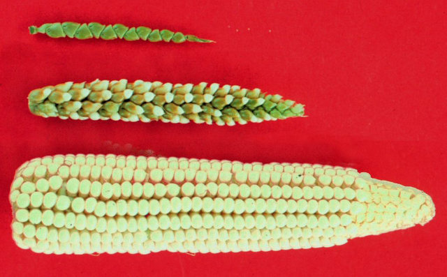 Domestication of Fruits and Vegetables, Wild Corn Evolution