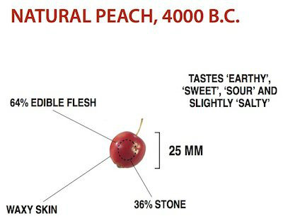 Domestication of Fruits and Vegetables, Wild Peach