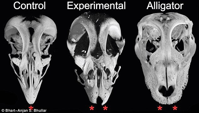 CT scans of the embryo's skull, the normal embryo on the left and alligator embryo skull on right