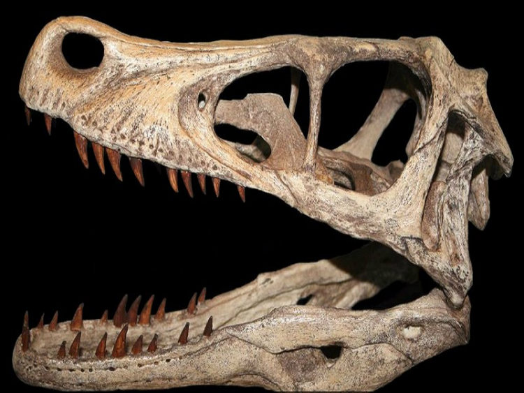 Skull of a velociraptor