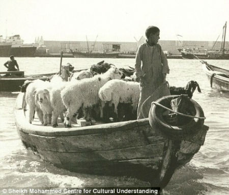 Dhows were used to transport livestock