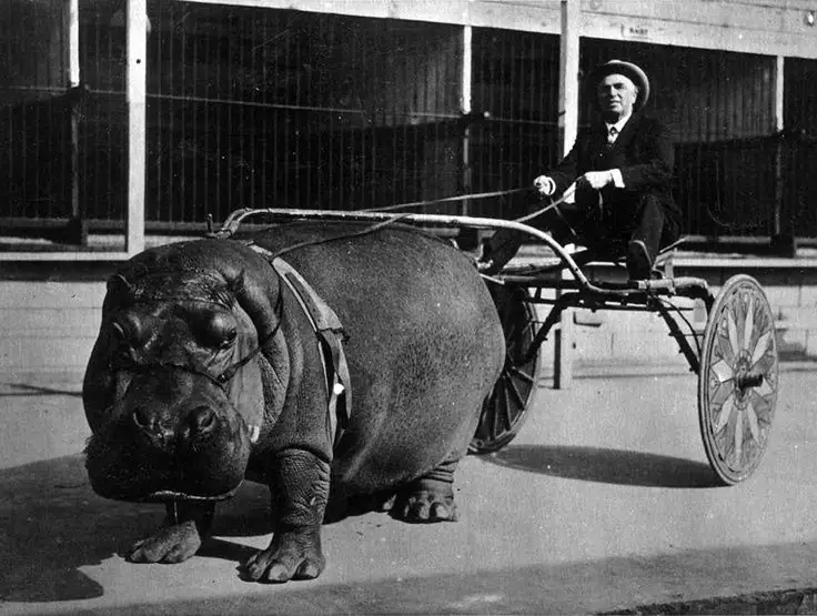 Hippo cart in 1924