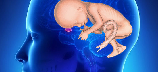 Fetal cells can travel to mother's brain and can stay there