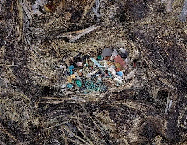 Plastic in soda bottles causes birds to starve to death