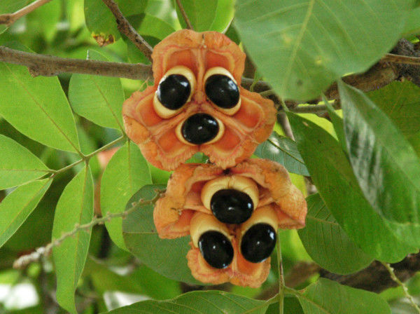 Ackee-Jamaican National Fruit