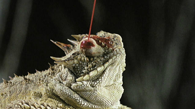 Horned lizard shooting blood