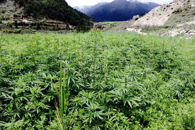 Marijuana in Bhutan