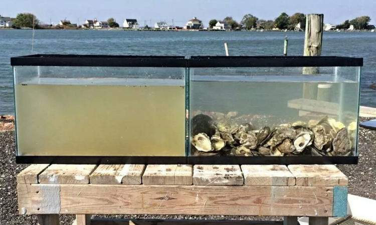 Oyster clean water