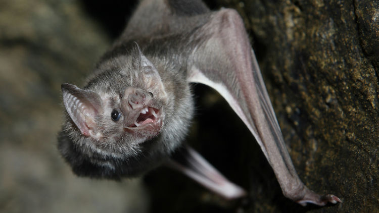 Vampire Bat