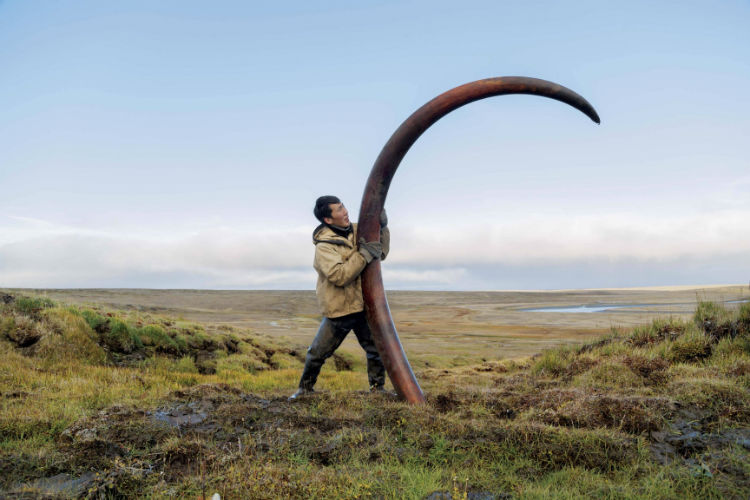 Woolly mammoth's tusk