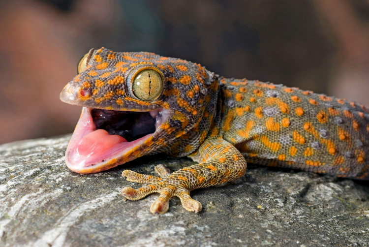 tokay gecko