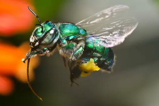 Bazinga Bee