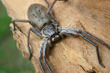 Giant Australian Hunstman, world's biggest spider