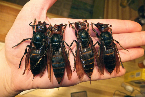 japenese giant hornets
