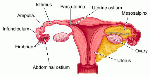 tuba uterina