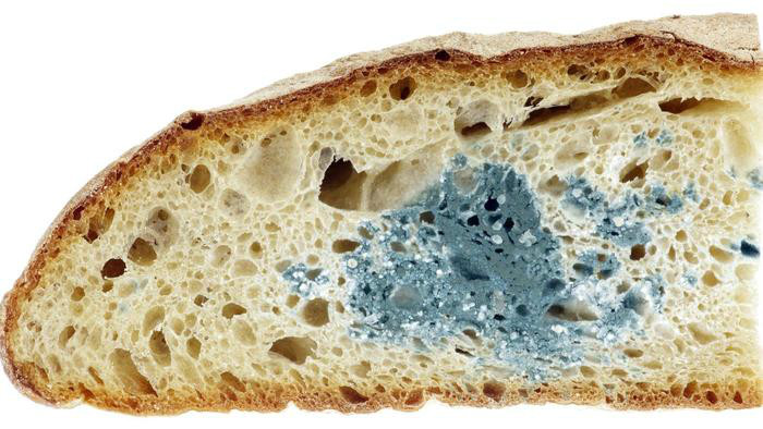 bread molds