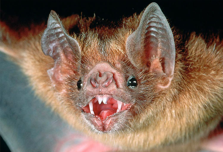 Vampire bats