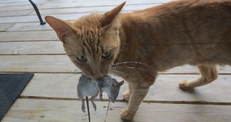 cat brings mouse