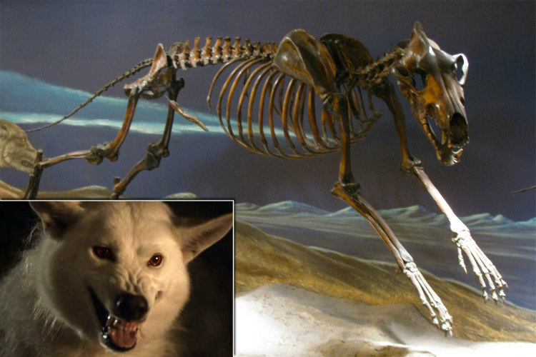 Dire Wolves from Ice Age