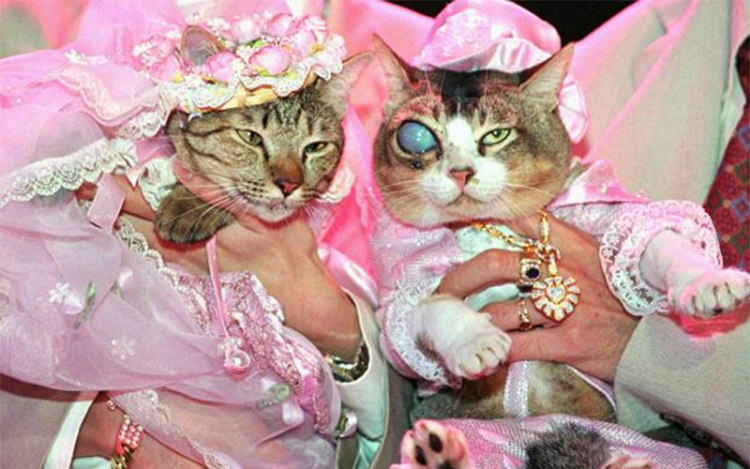 Phet and Ploy, Expensive Cat Wedding