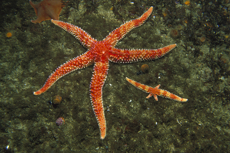 Starfish's Blood is Just Filtered Salt Water