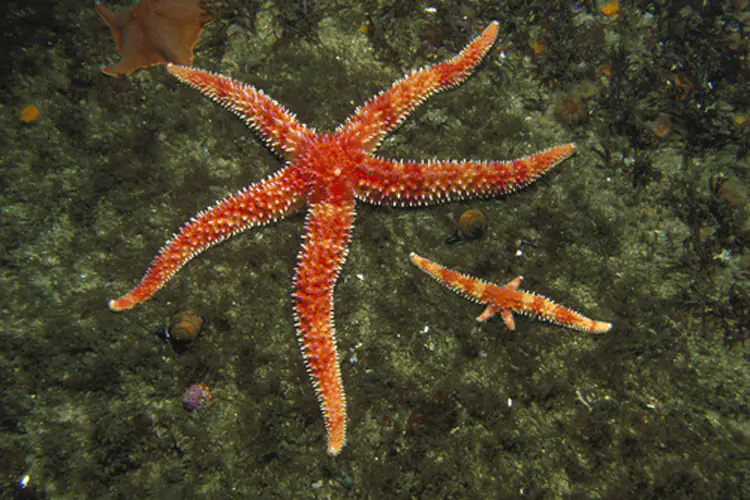 Starfish's Blood is Just Filtered Salt Water