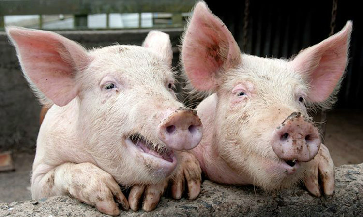 Pigs Can Orgasm for 30 Minutes