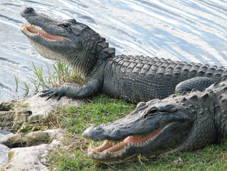 Alligators Near a Lake
