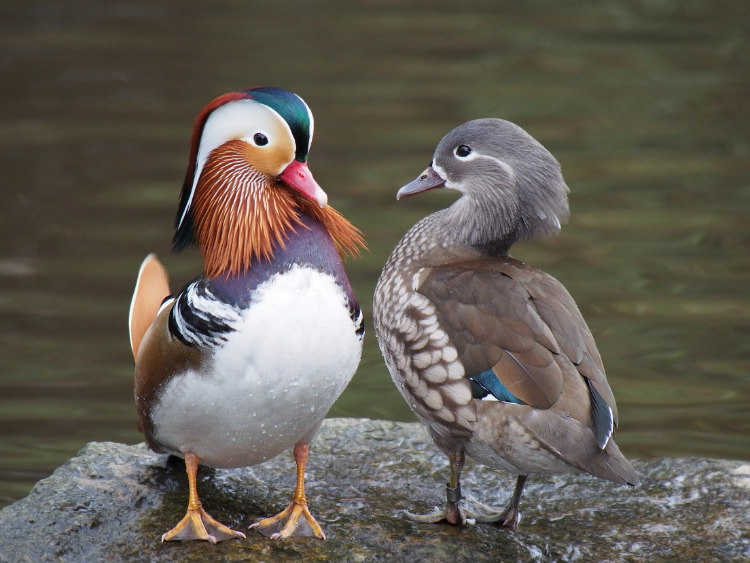 Duck Couple