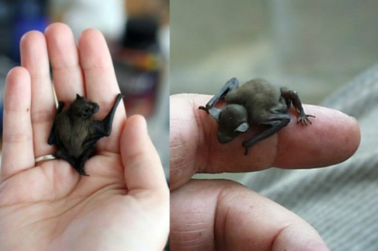 Kitti's Hog-Nosed Bat