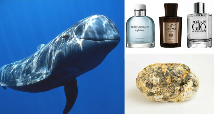 Whale's Vomit Used in Perfumes