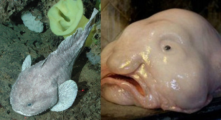 Blobfish Underwater and Out of Water