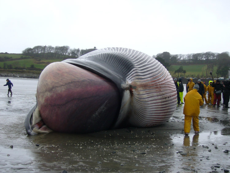 Bloated Whale on a Beach