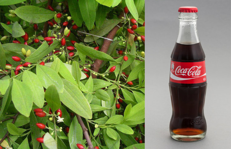 Coca Leaf and Coca-Cola