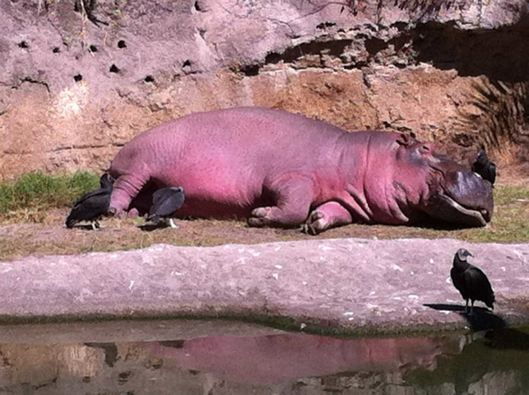 Hippopotamus with Red Secretions