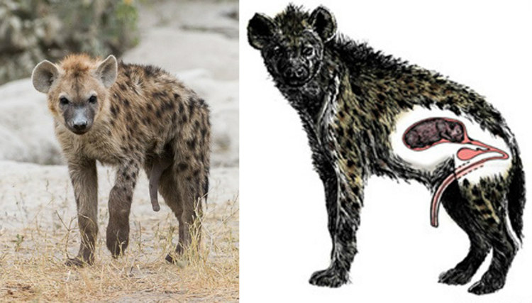 Female Hyena's Pseudo-penis