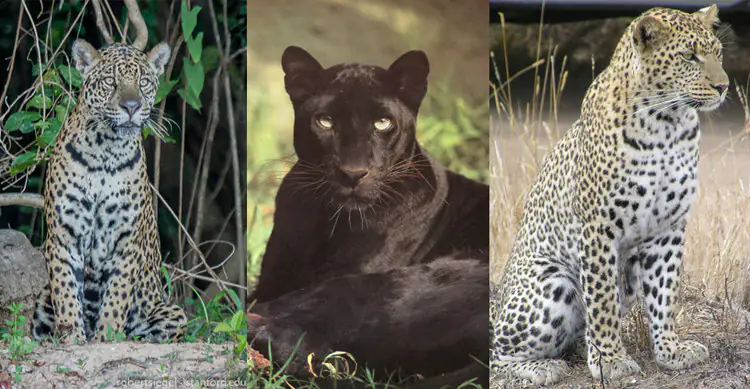 Jaguars, Panthers and Leopards