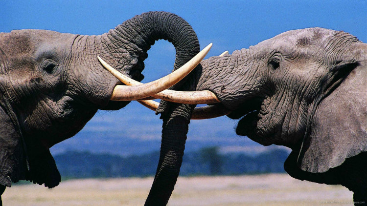 Elephants Playing with Trunks