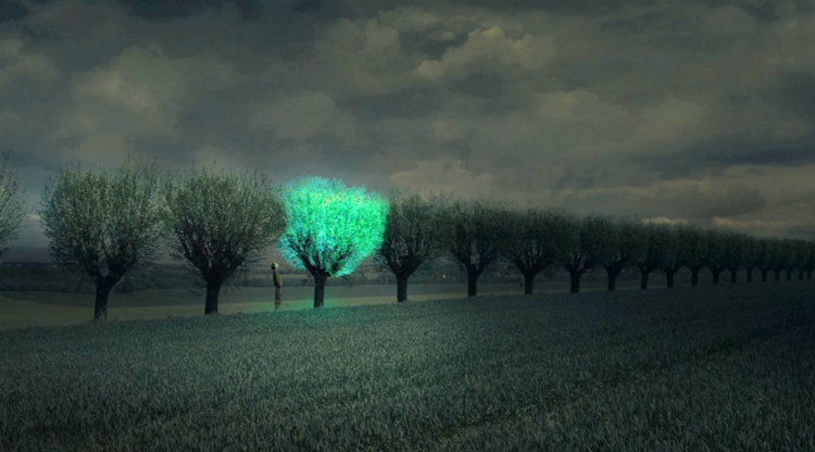 Bioluminescent Trees