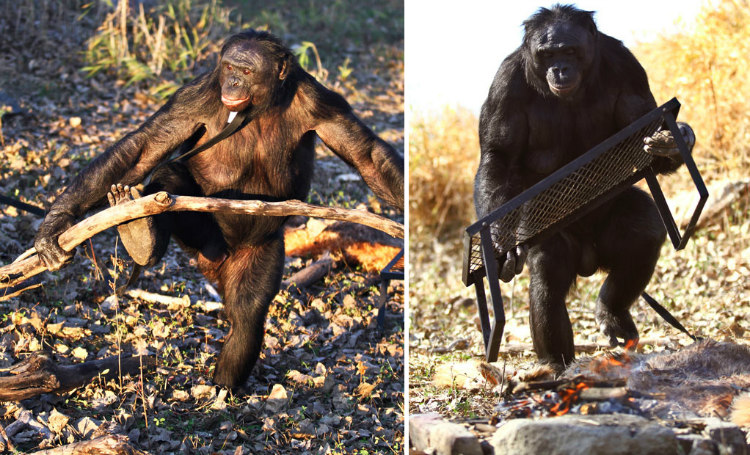 Kanzi, the Bonobo