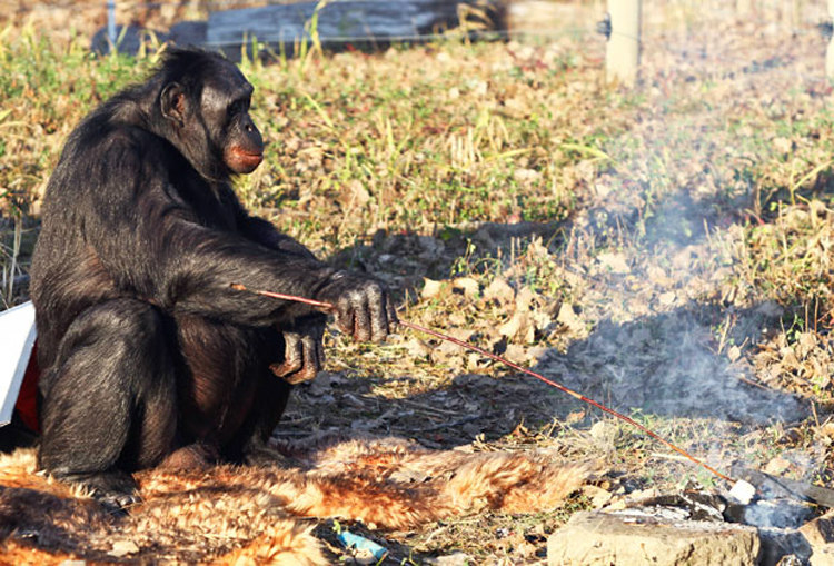 Kanzi, the Bonobo