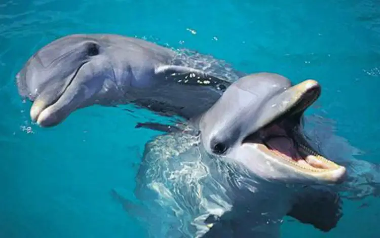Bottlenose Dolphins 