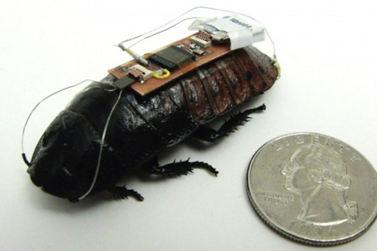 Bionic Insects