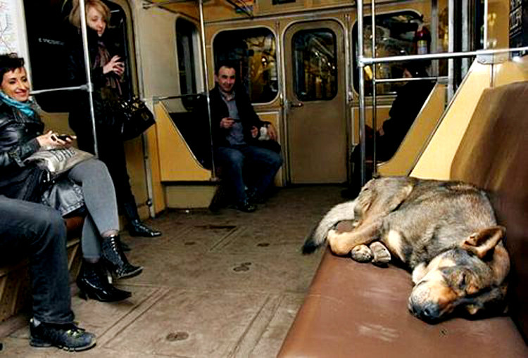 Stray Dogs in Moscow