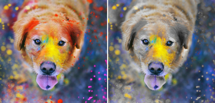 Dogs and Colors