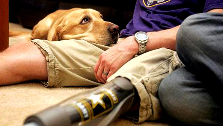 Military Service Dogs and PTSD