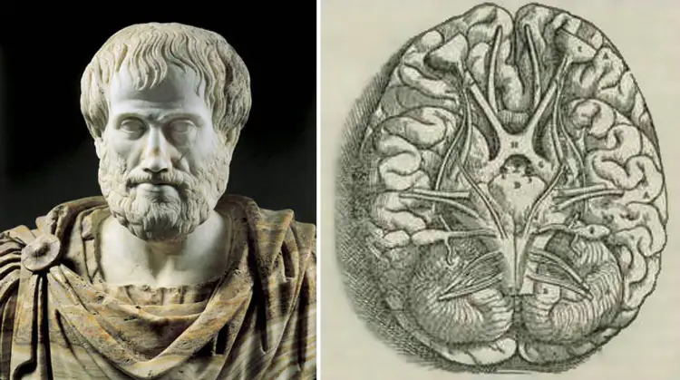 Aristotle and Brain