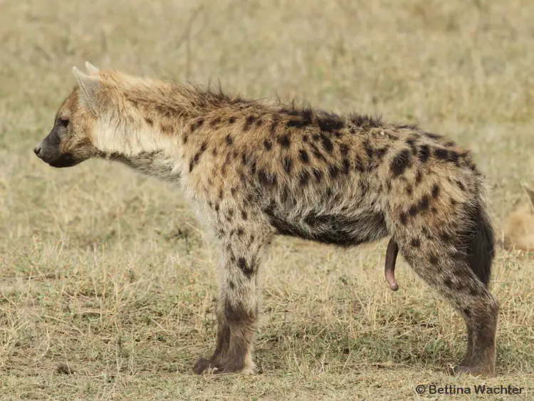 Female Hyena have a "pseudopenis"