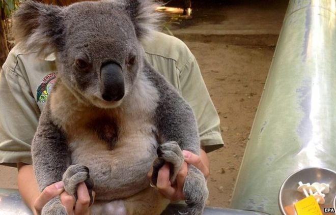 Koalas chlamydia