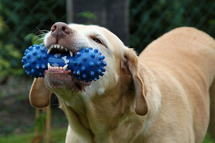 Dogs love squeaky toys